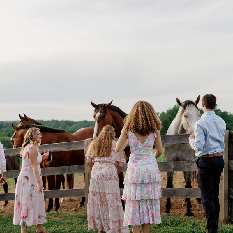 Wedding guests petting horses