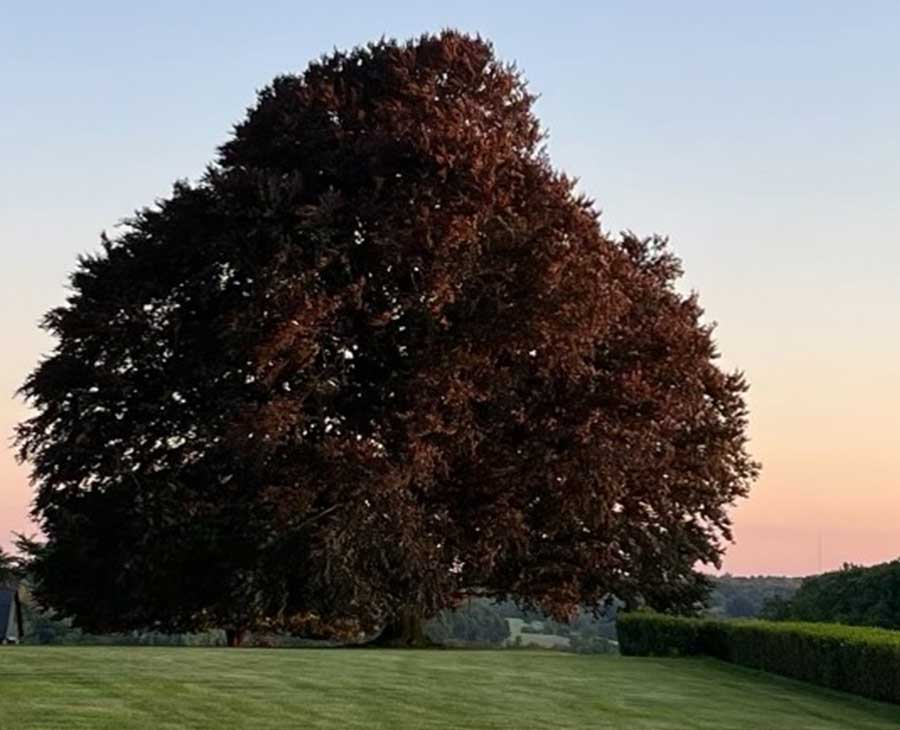 Venue: Copper Beach Tree Lawn