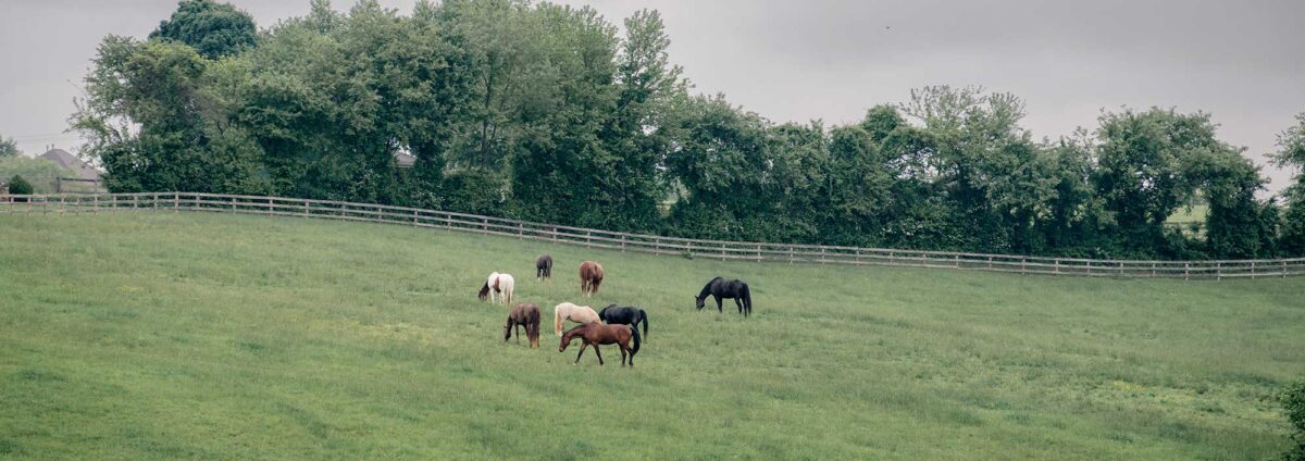 Harford Hill horses