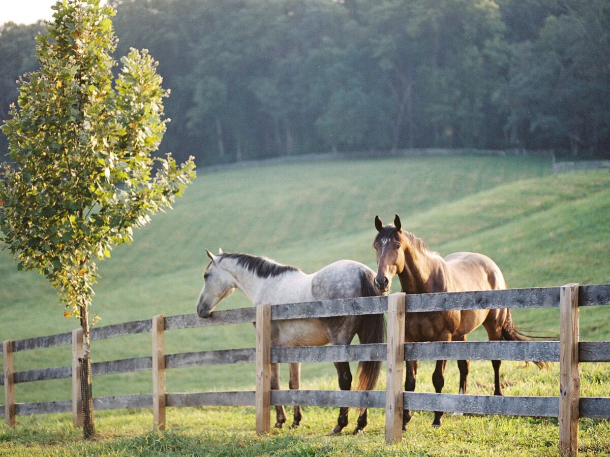 Two horses standing at the pasture fence in morning light, with the hillside and tree line behind