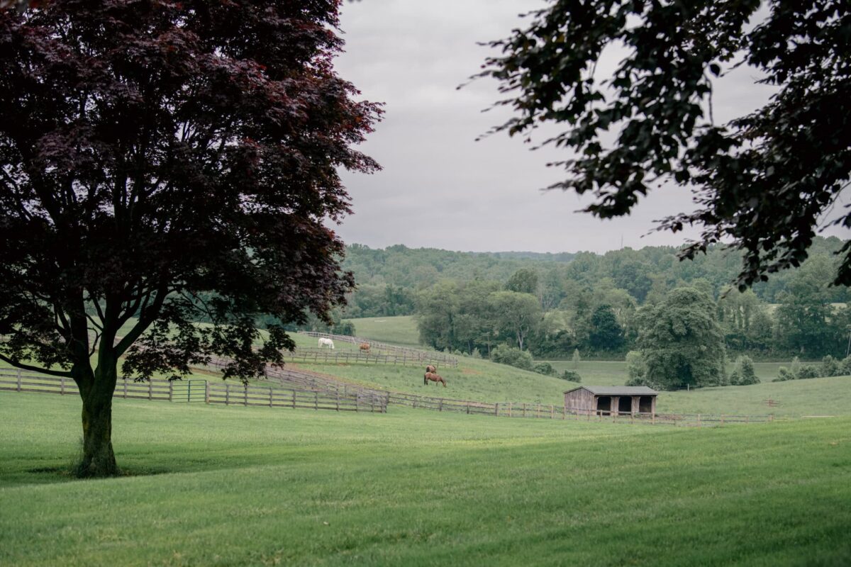 A copper beech shading the lawn, with horses grazing in the fenced pastures and a run-in shed beyond